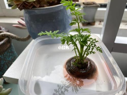 水培的胡萝卜能活多久