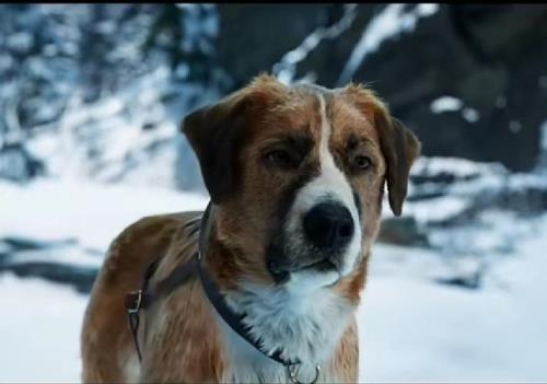 野性的呼唤是真犬吗