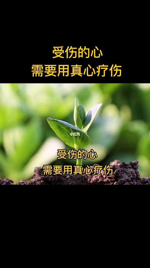 受伤的心原唱现场