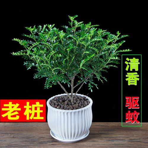 胡椒木晚上可以放到卧室吗