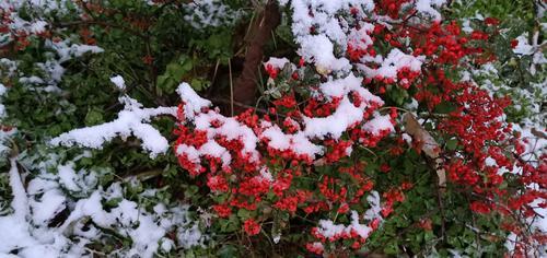 什么时候的雪可称为瑞雪