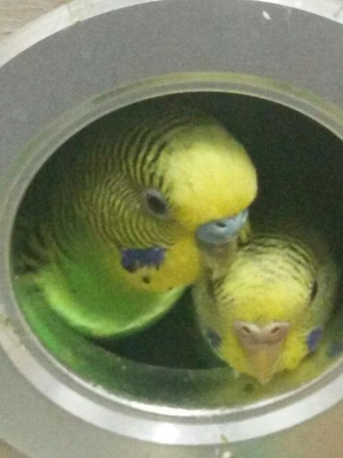 虎皮鹦鹉可以吃红薯吗