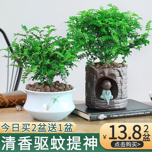 胡椒木12月份可以换盆吗