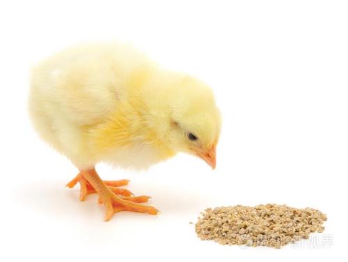 小鸡吃占瓜果好不好