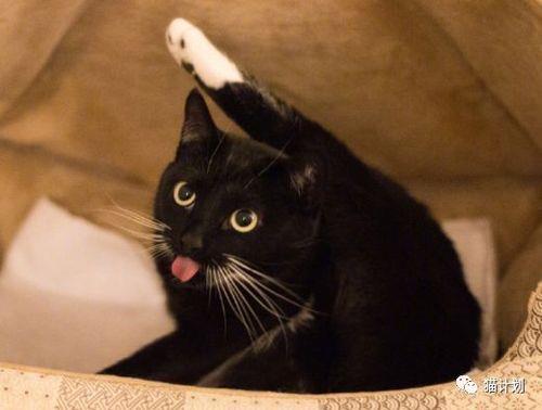 玄猫吃什么最好