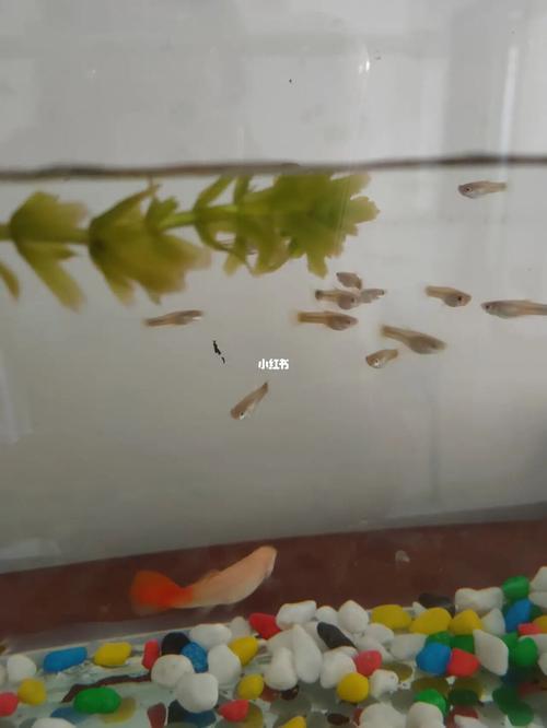 孔雀鱼苗20天能长多大