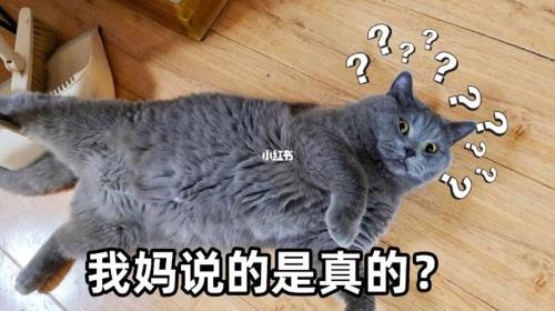 姨叫我叫什么