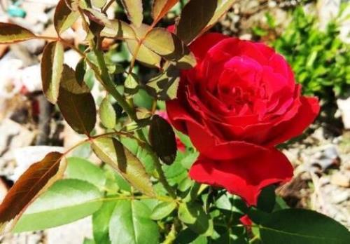 玫瑰花怎么养可以活的时间久点