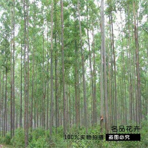 瓶苗桉树拿回来怎么种植