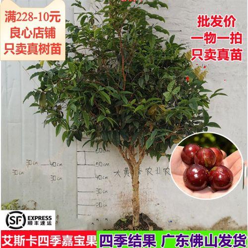 艾斯卡家暴和冷天开花吗