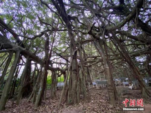 榕树有什么精神，举一个例子