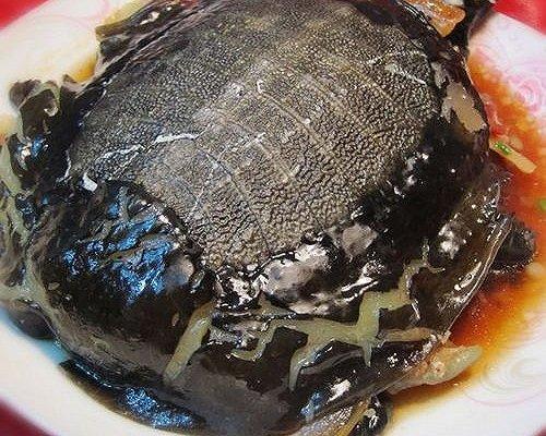 死甲鱼怎样做
