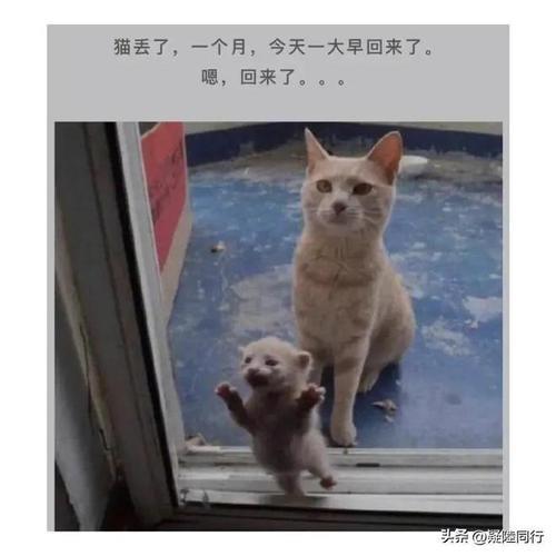 人生苦短何妨一试什么意思