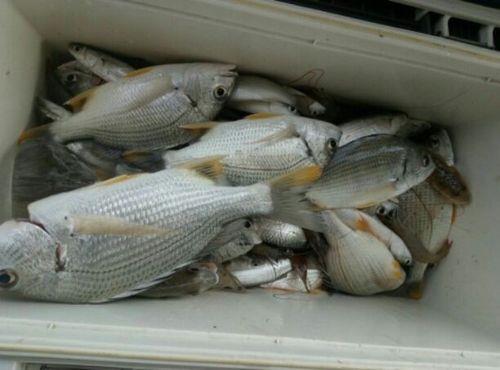 去海边钓鱼海鱼吃什么鱼饵