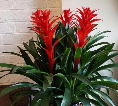 红运当头是什么意思