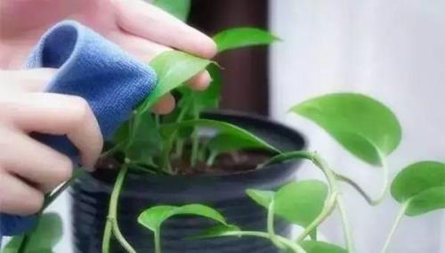 怎么种花的正确方法