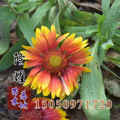 天人菊的种子怎么获得