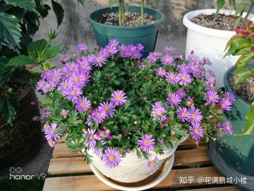 姬小菊刚买回来就枯萎了怎么办
