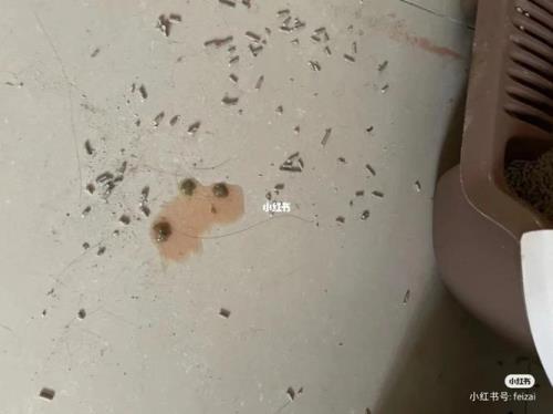 猫尿闭在家怎么治