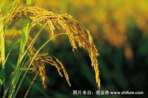 小麦和水稻有何不同