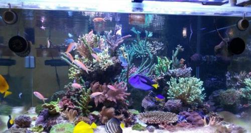 海缸跟淡水缸哪个养殖成本高