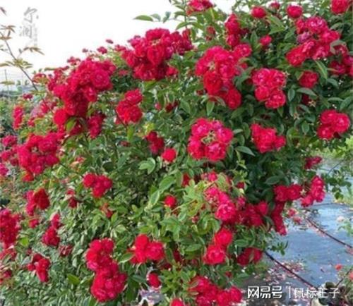 红木香秋天可以修剪吗