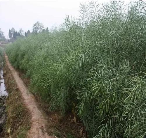 油菜籽黄叶子买什么药