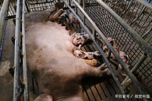 母猪灌油最好方法