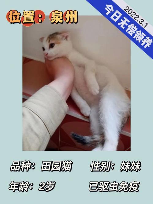 实名制领养猫咪有问题吗