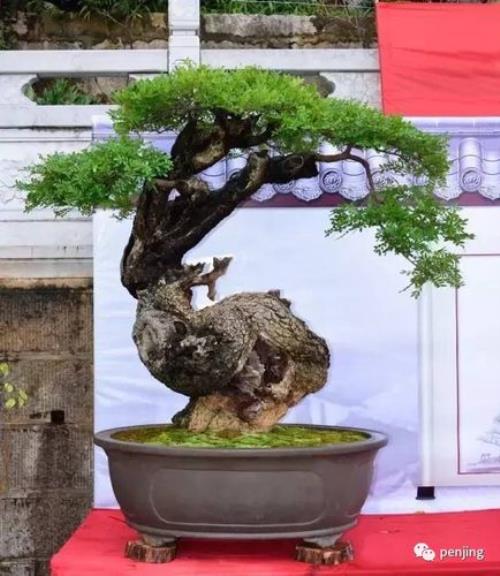 五翅莓没根须能活吗