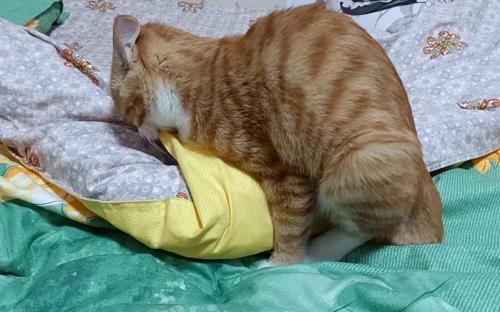 公猫对着被子做运动怎么办