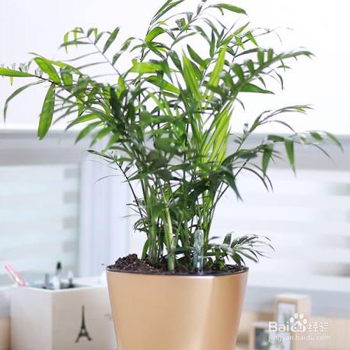 富贵椰子的养殖方法和注意事项