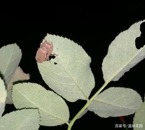 月季叶子并拢卷曲里面有小虫子