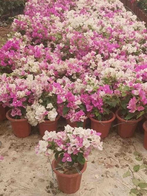 百变红樱与漳州红樱区别