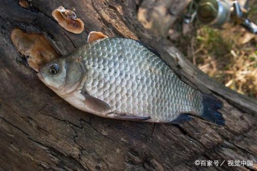 鲫鱼重量与手的比例