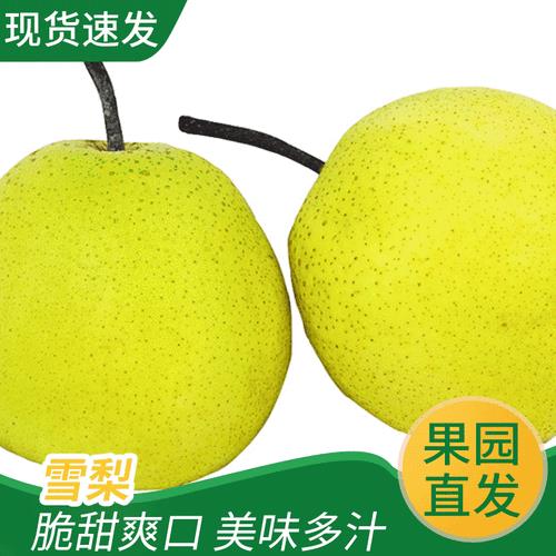 雪梨是不是蒲城贡梨