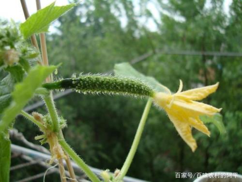 黄瓜藤蔓要长多久