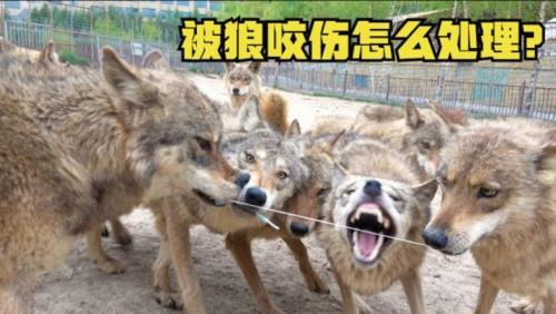 狼受伤独自舔伤口语录