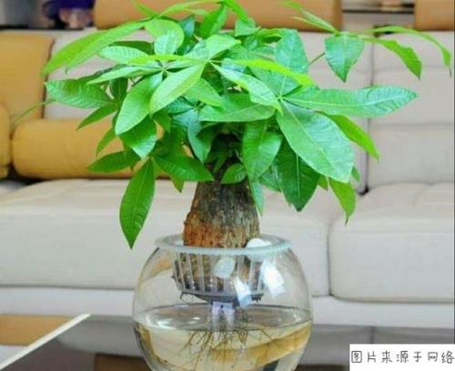 发财树的主干可以扦插吗