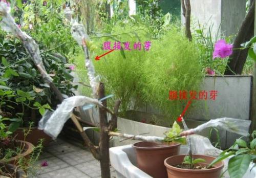 9月份三角梅嫁接方法