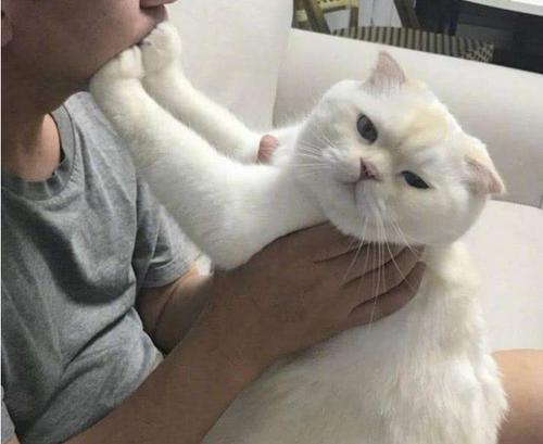 猫是白眼狼的主要原因