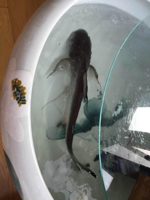 大家知道虎头鲨怎么养