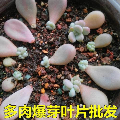 多肉叶子怎么发芽