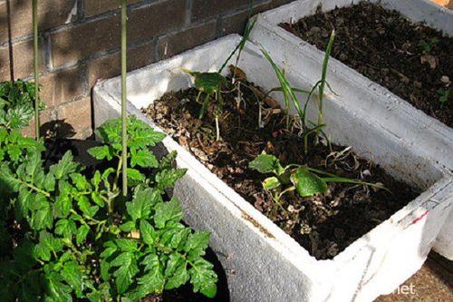 泡沫箱子怎么种菜