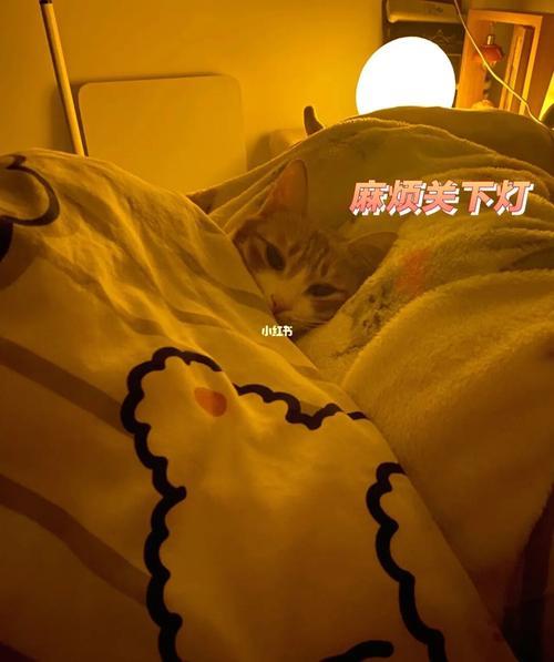 两个月的猫关房间要关灯吗
