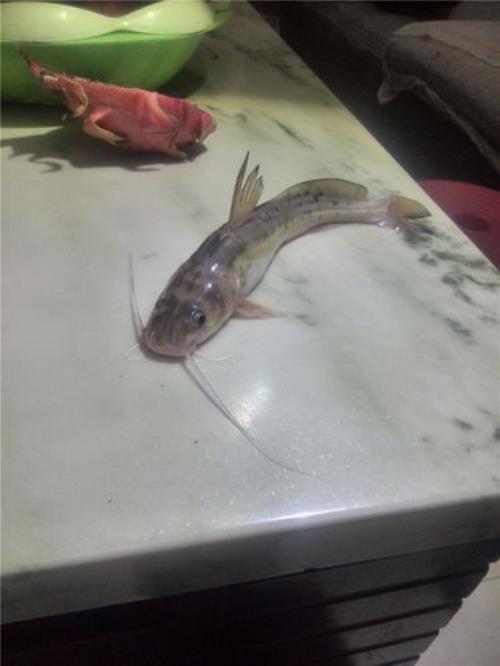沙安鱼学名叫什么