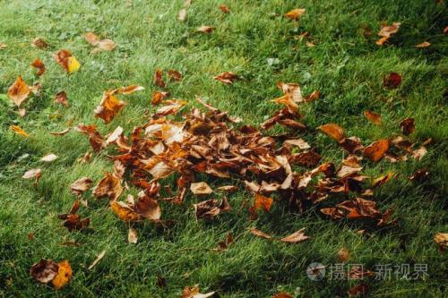 秋天的落叶像什么在风中飞舞