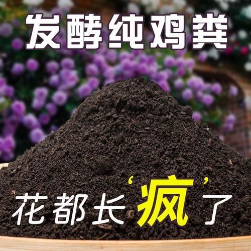 鸡粪能直接埋在土里种菜吗