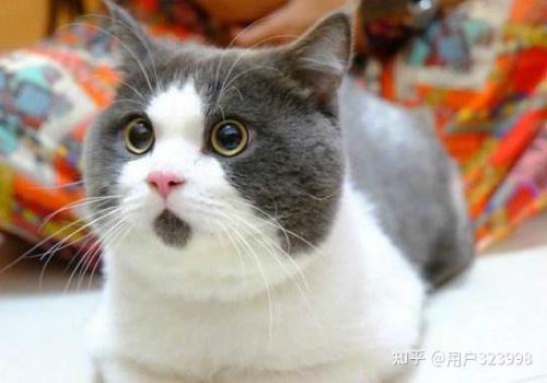 新手养猫咪技巧