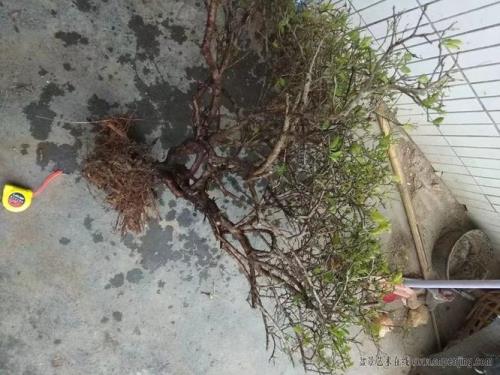 浓子茉莉抗寒吗